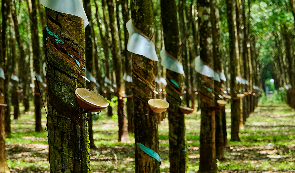 Роща деревьев Гевеи с чашами для сбора сока