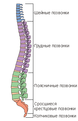 Позвоночник